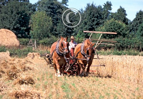 Cutting Wheat DM1222